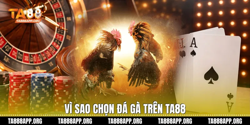 Vì sao chọn đá gà trên Ta88